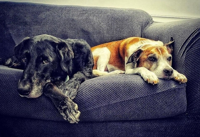 Lab Rescue - Floyd and Harvey.jpg
